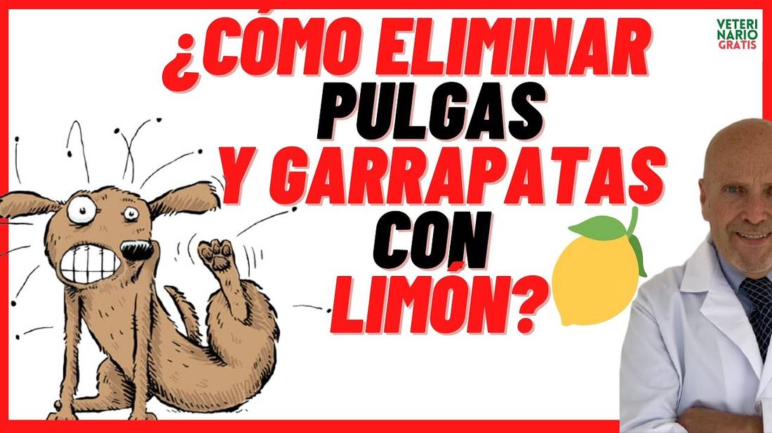 Cómo ELIMINAR PULGAS de mi PERRO y de mi CASA con LIMÓN  REPELENTE para PULGAS y GARRAPATAS casero