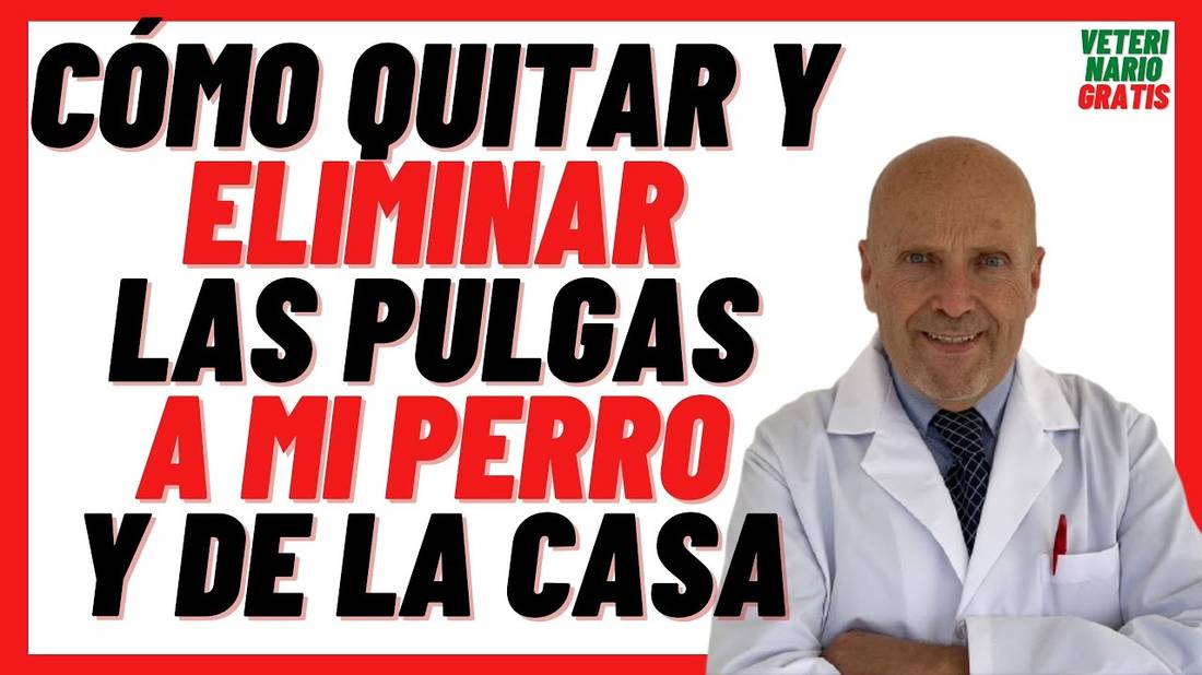 Cómo Quitarle las PULGAS a mi PERRO y ELIMINAR PULGAS de la CASA RÁPIDO con BICARBONATO de Sodio