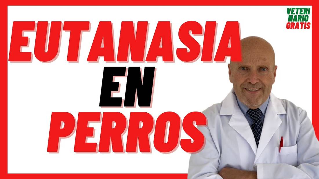 EUTANASIA en PERROS Que le inyectan, Como se Hace, Cuanto Tarda  Cuándo Sacrificar a un PERRO