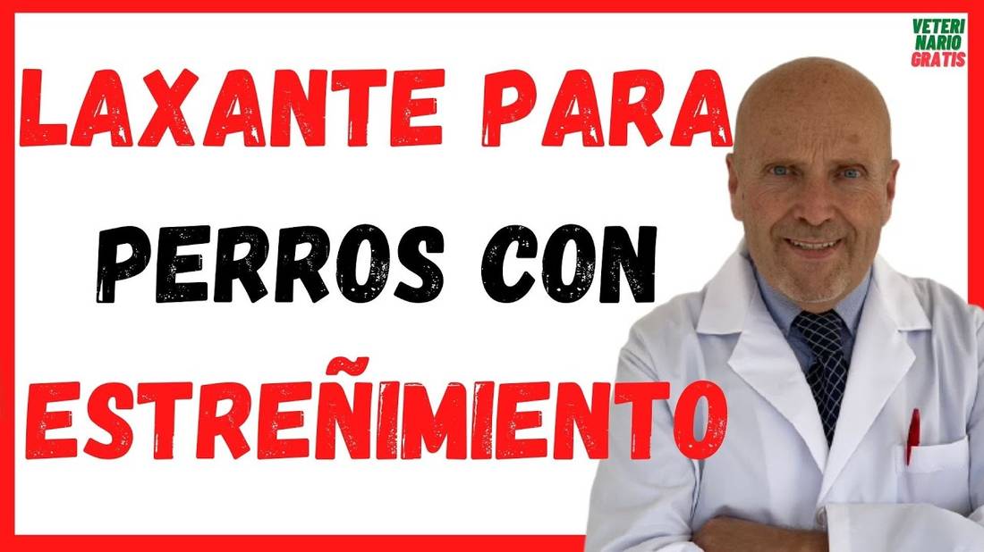 LAXANTES Naturales para PERROS con ESTREÑIMIENTO Severo  Mi perro no hace popo (caca) que le doy