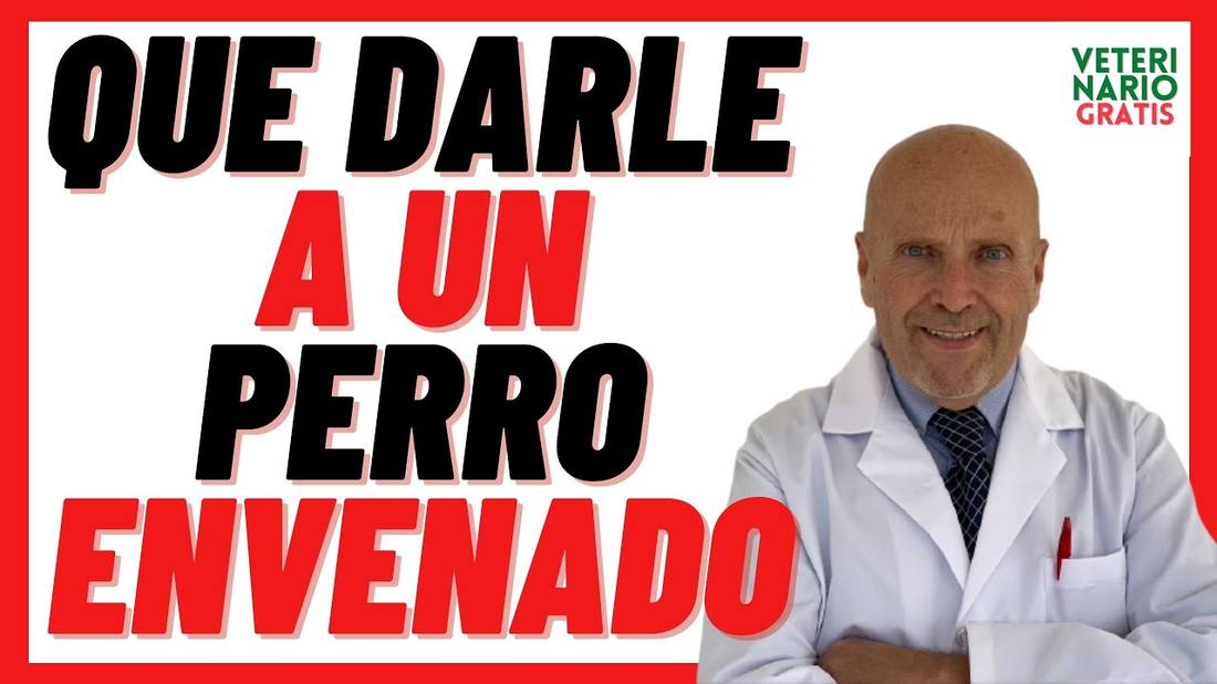 Que darle a un PERRO ENVENENADO para salvarlo  Mejor Remedio Casero Para un PERRO ENVENENADO