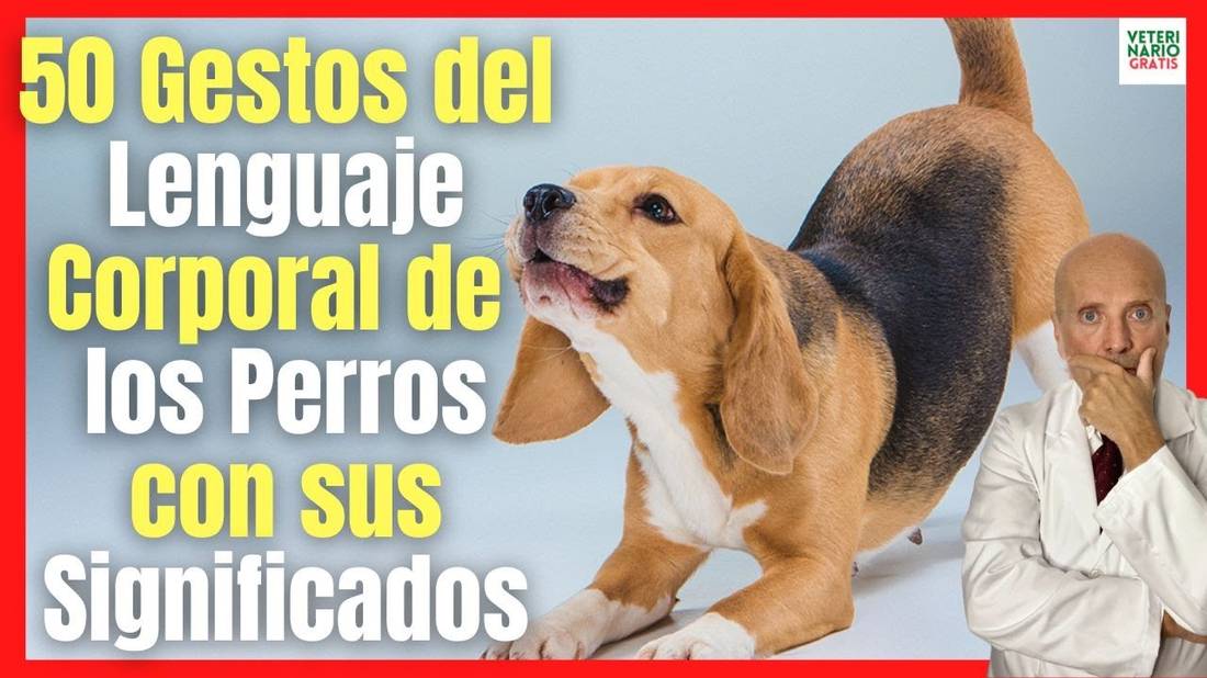 SIGNIFICADO DEL LENGUAJE CORPORAL y  50 GESTOS DE LOS PERROS