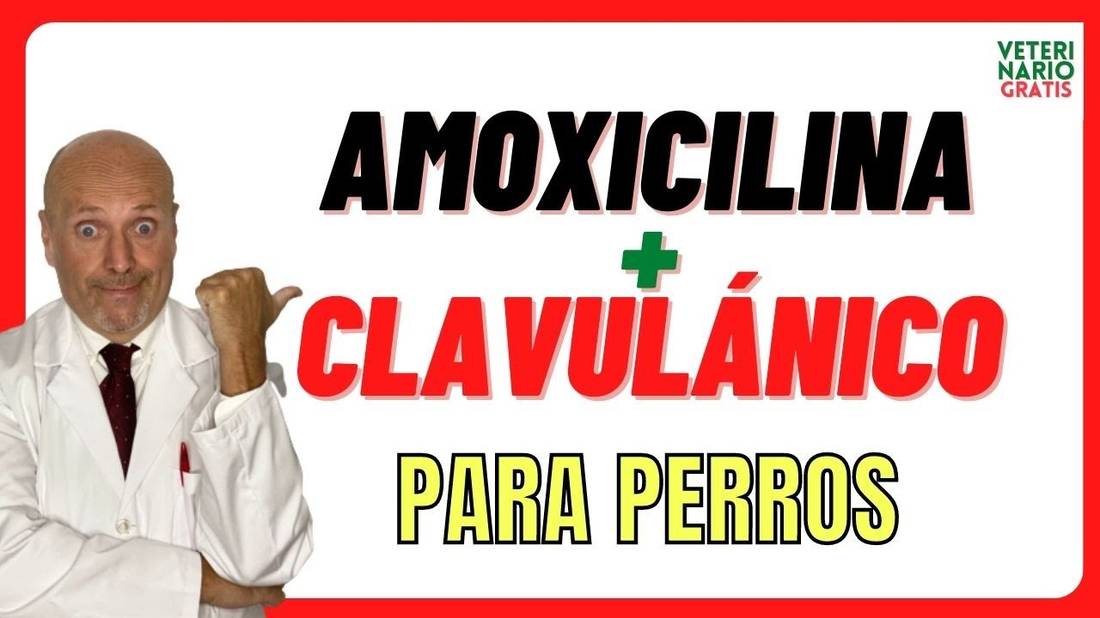 AMOXICILINA con Ácido Clavulánico para PERROS  Cómo calcular Dosis de Amoxicilina en Perros