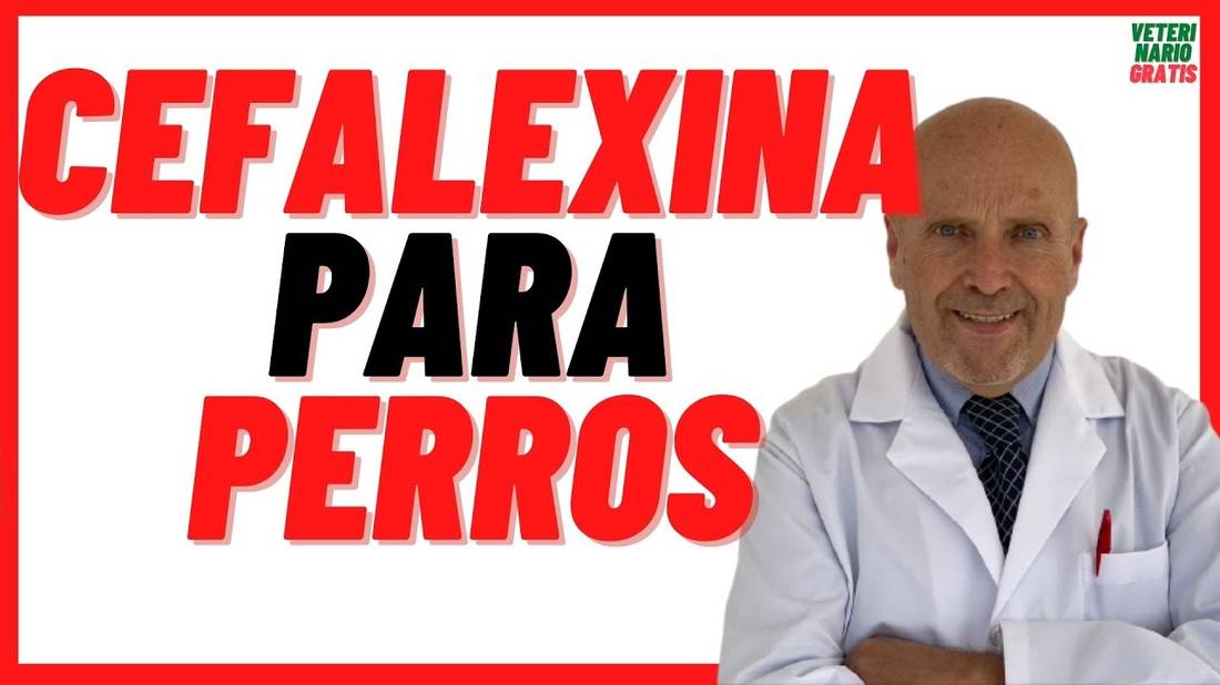 CEFALEXINA (antibiótico), para que sirve en PERROS  y Gatos con SARNA Dosis por Peso