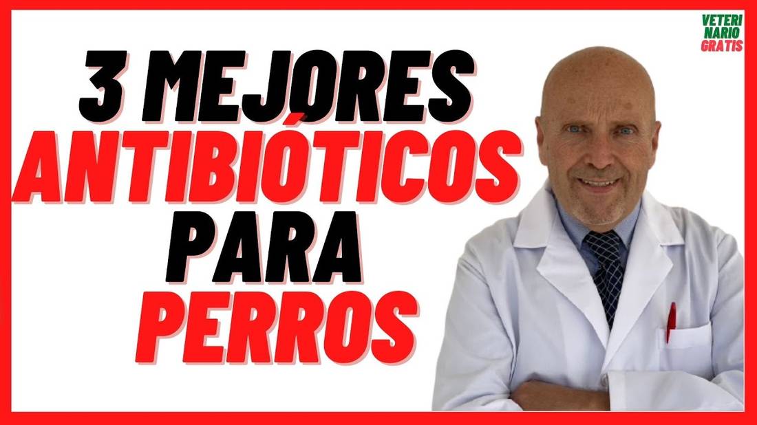 3 MEJORES ANTIBIÓTICOS para PERROS  con Heridas Abiertas, Resfriados, Gripe y Otitis  Dosis