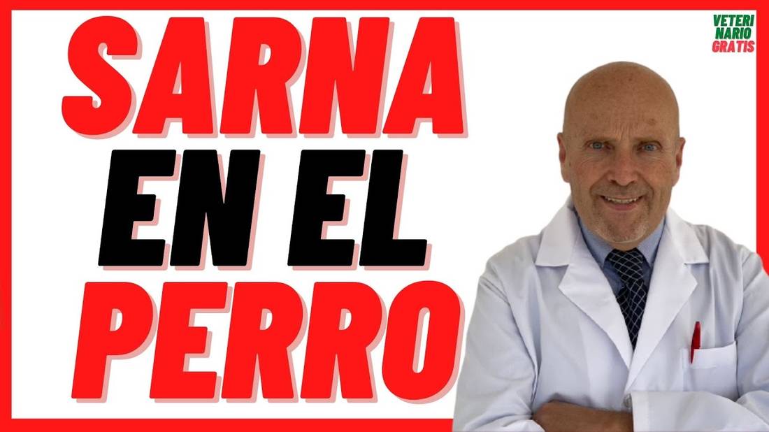 Sarna en el Perro  Como curar, quitar la SARNA en PERROS rápido en casa, Qué TRATAMIENTO le Doy