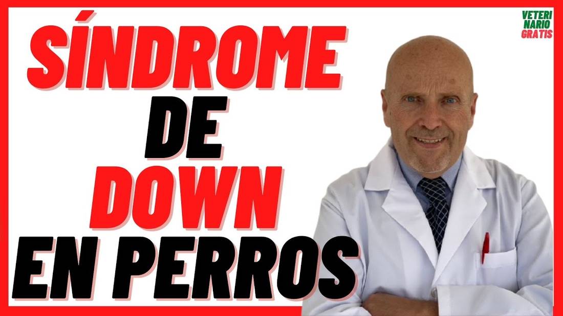 ¿Hay SÍNDROME de DOWN en PERROS?  Hay Perros con Síndrome de Down o es solo un Retraso Mental