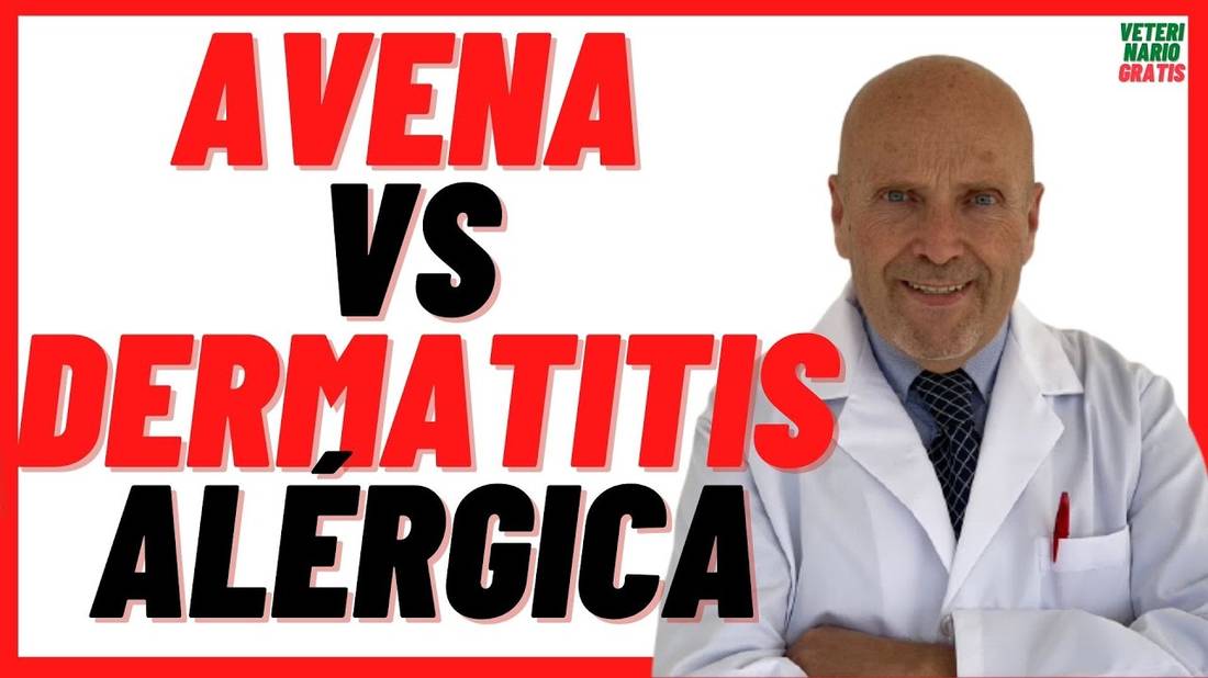 Cómo curar la DERMATITIS ALÉRGICA en Perros  por picadura de PULGAS y ÁCAROS  con AVENA