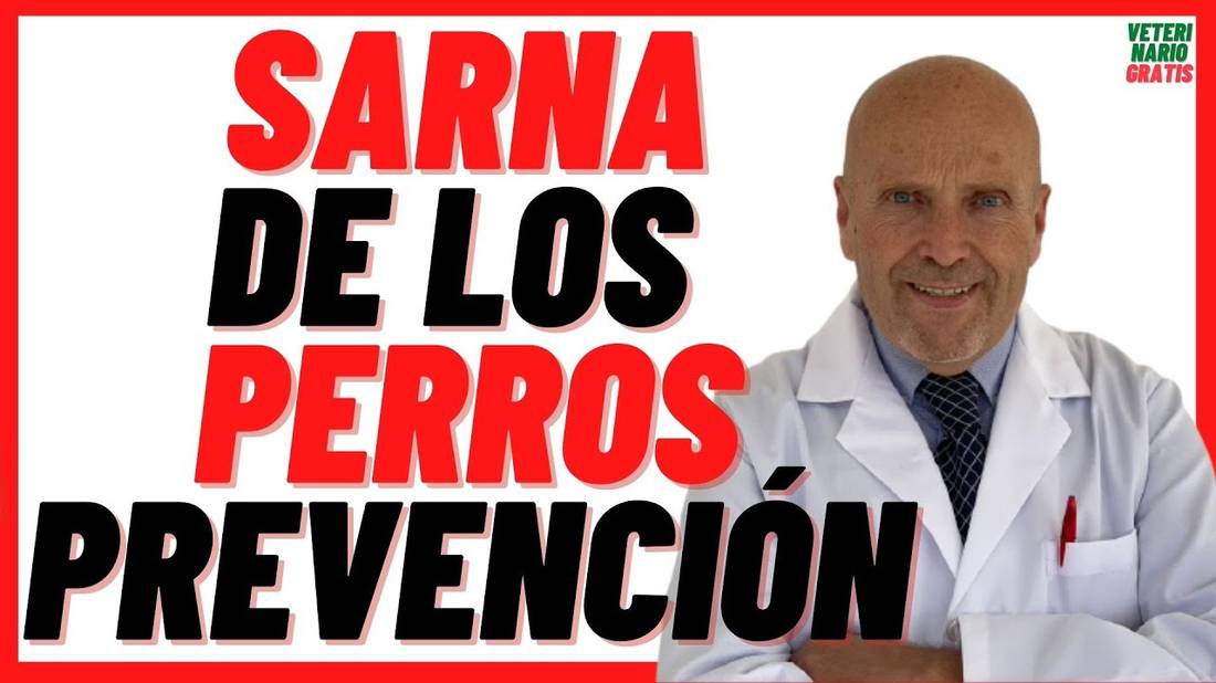 ✋¿Cómo PREVENIR, la SARNA en PERROS  con Remedios Caseros