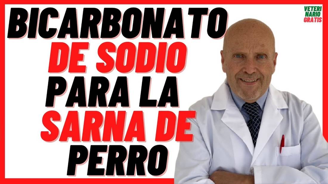 ❤️ BICARBONATO DE SODIO PARA LA SARNA DE PERRO ❤️ Mejor Remedio Casero para la Sarna en Caninos