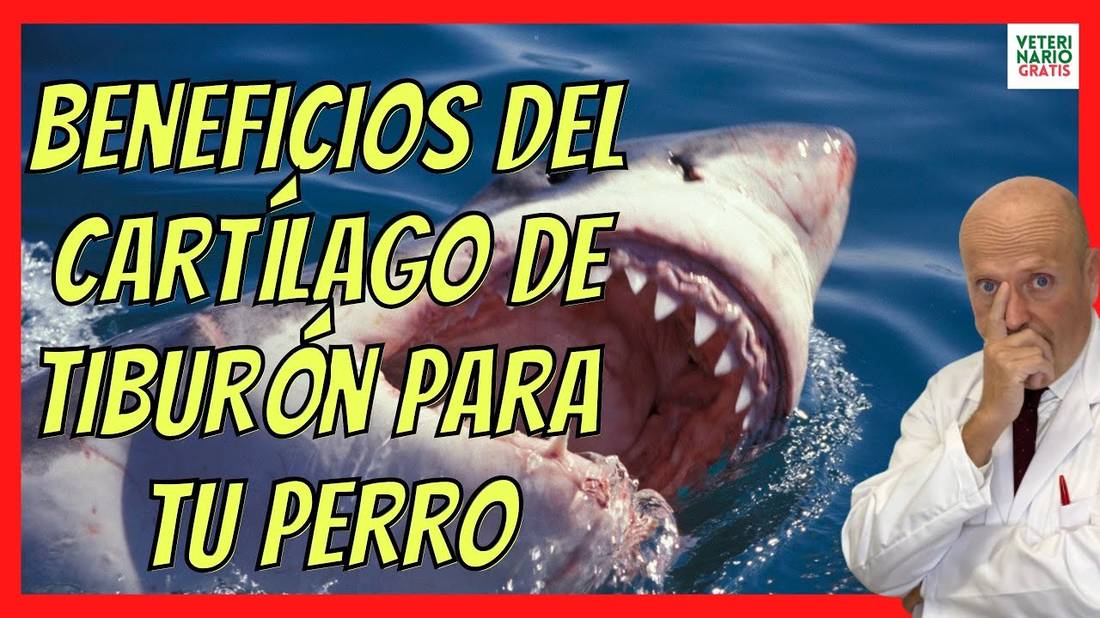 BENEFICIOS DEL CARTILAGO DE TIBURON PARA PERROS CON DISPLASIA o ARTROSIS