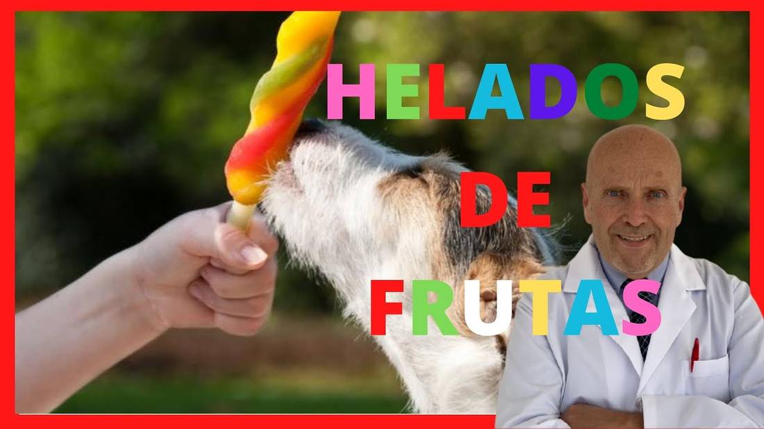 9 MEJORES  HELADOS de FRUTAS para PERROS  Cachorros Pug, Diabéticos, con Diarrea, Pancreatitis,