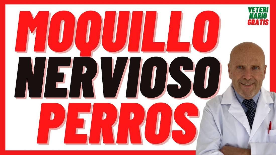 Qué Síntomas tiene el MOQUILLO NERVIOSO en Perros  PERRO con MOQUILLO CURA en fase TERMINAL