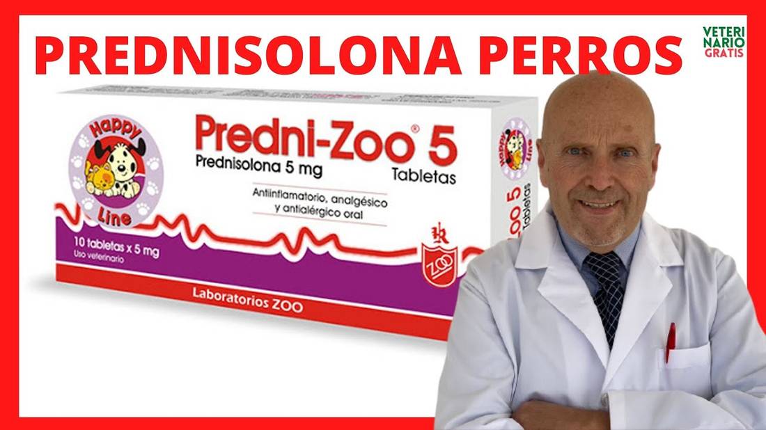 PREDNISONA O PREDNISOLONA (Corticoides) para que es en PERROS  Tratamiento de Alergias en Perros