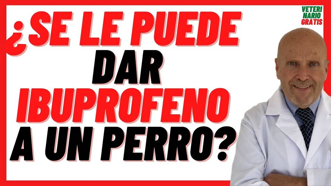 ⚠️ Se le puede dar IBUPROFENO a un PERRO ⚠️ INTOXICACIÓN por IBUPROFENO en PERROS Que Hacer y Dosis