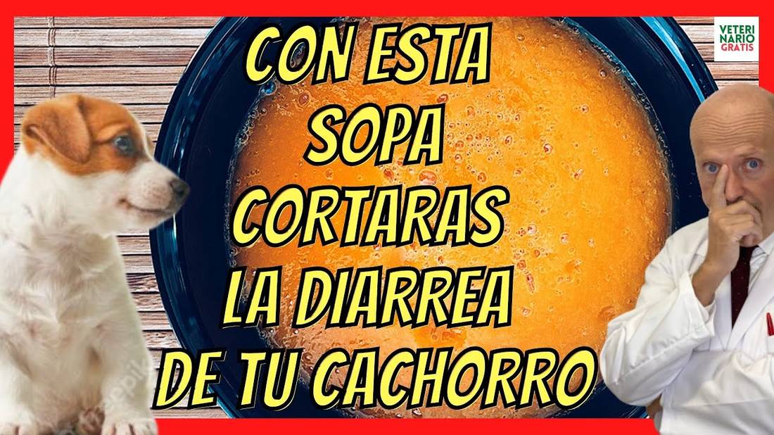 SOPA DE MORO (ZANAHORIA) PARA LA DIARREA EN PERROS CACHORROS