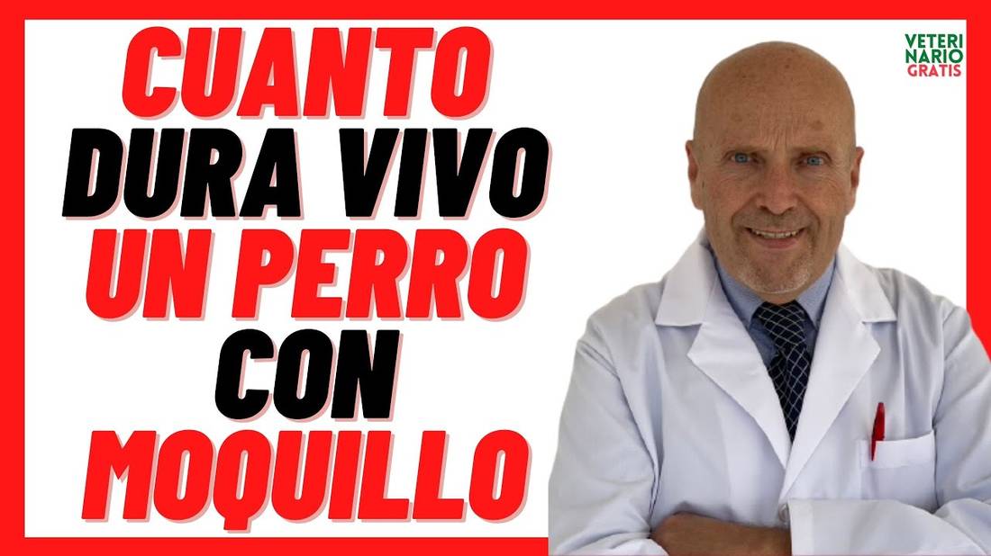 ⏰ ¿Cuanto Tiempo DURA vivo un PERRO con MOQUILLO? ⏰Que es, Signos, Contagio y Tratamiento en Perros