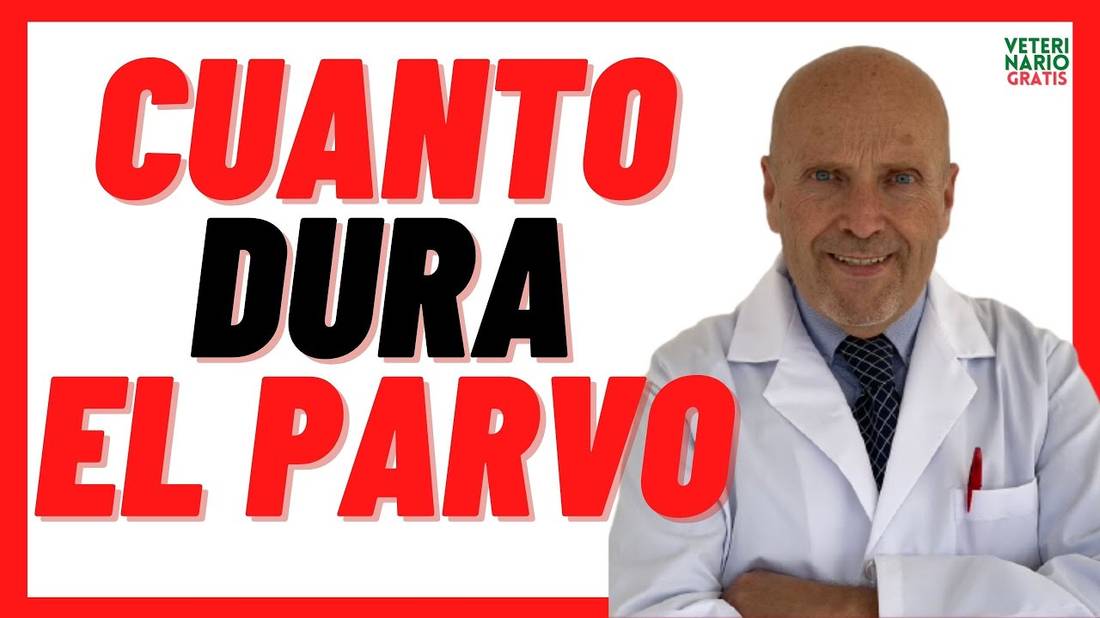 ⏰ Cuanto tiempo dura el PARVOVIRUS en un perro CACHORRO ⏰ Cuanto dura un perro con PARVOVIRUS CANINO