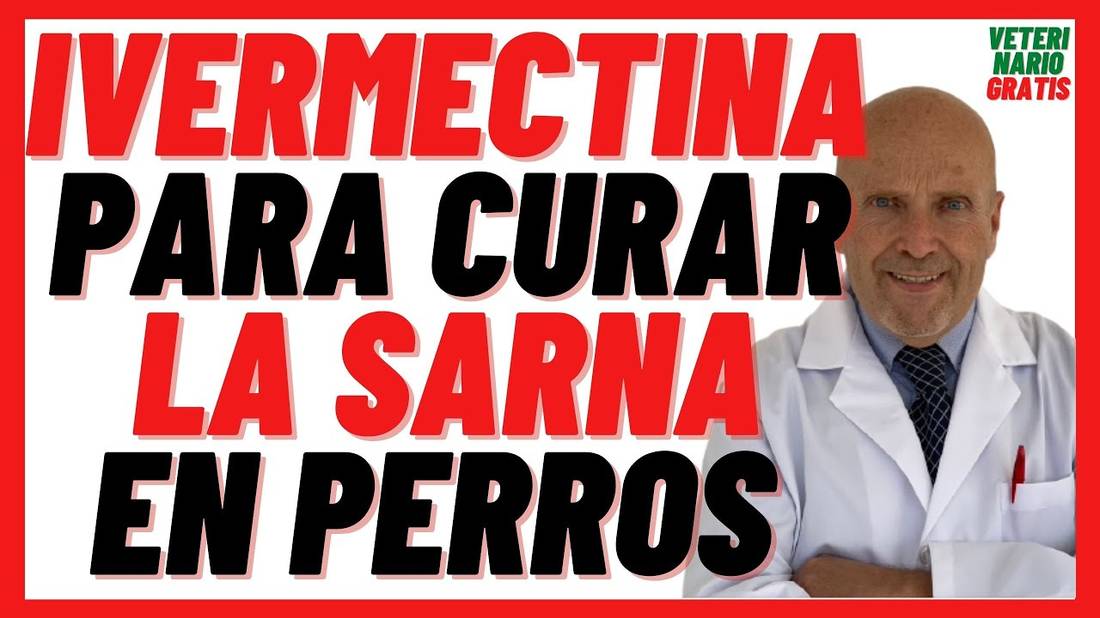 ❤️ IVERMECTINA para la SARNA en PERROS ❤️ Ivomec 1% (usos, dosis, indicaciones, efectos secundarios)