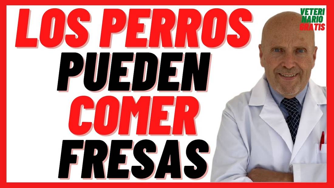 Los Perros pueden comer FRESAS con Crema  Una de las Mejores Frutas para Perros 2021