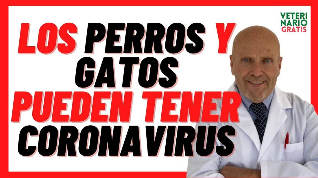 Los PERROS y GATOS pueden tener y contagiar CORONAVIRUS (update 2022) Pandemia COVID 19 MASCOTAS