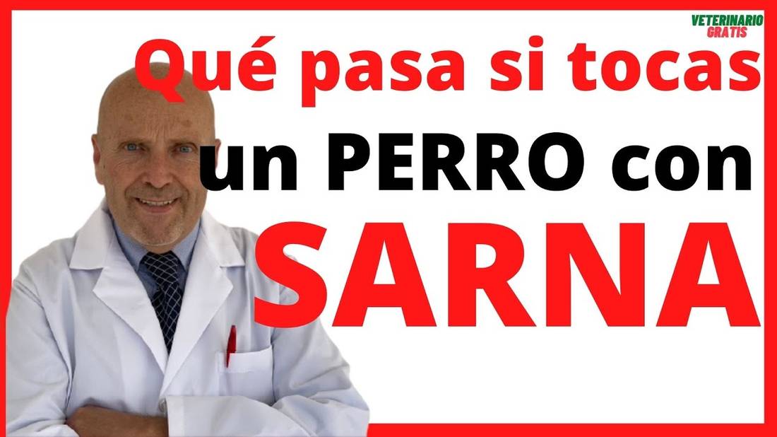 QUE PASA SI UNA PERSONA TOCA A UN PERRO CON SARNA  ¿La Sarna en Perros se contagia a humanos?