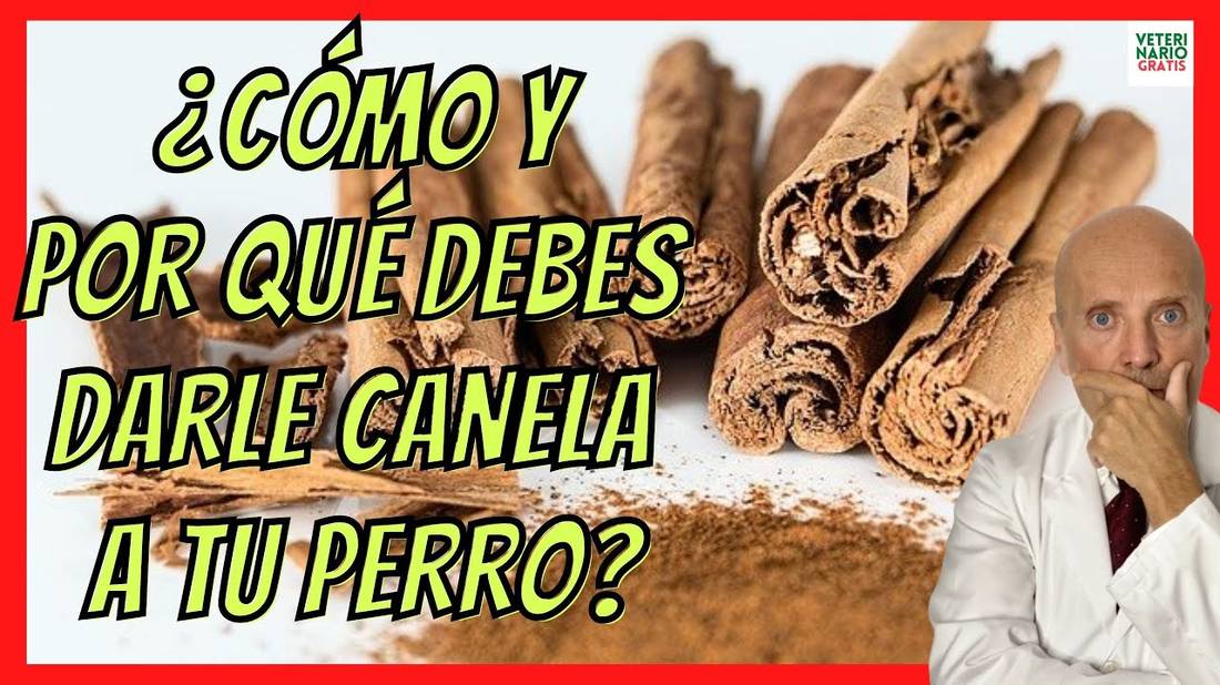 ¿LOS PERROS PUEDEN COMER CANELA?  BENEFICIOS Y CÓMO DARLA