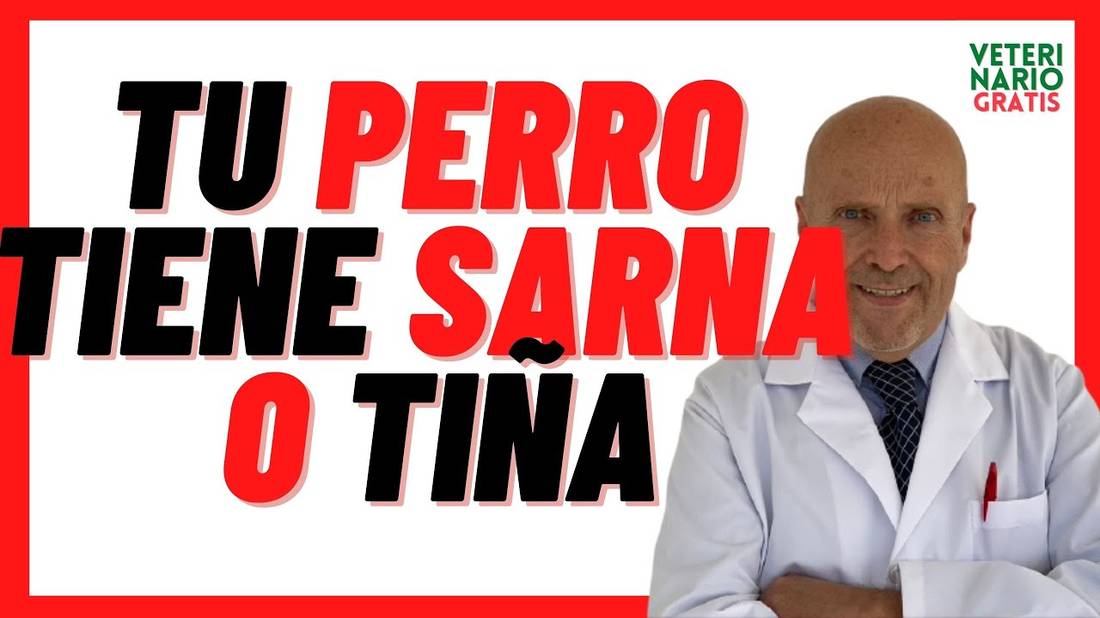 Cómo saber si mi Perro tiene SARNA o HONGOS (TIÑA, ROÑA)  Diagnóstico Síntomas, Cómo quitar 2021