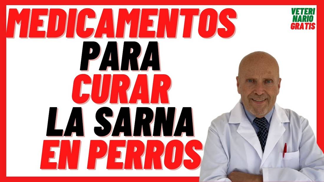 13  MEDICAMENTOS para como CURAR la SARNA en PERROS Caracha o Jiote  TRATAMIENTO rápido, efectivo