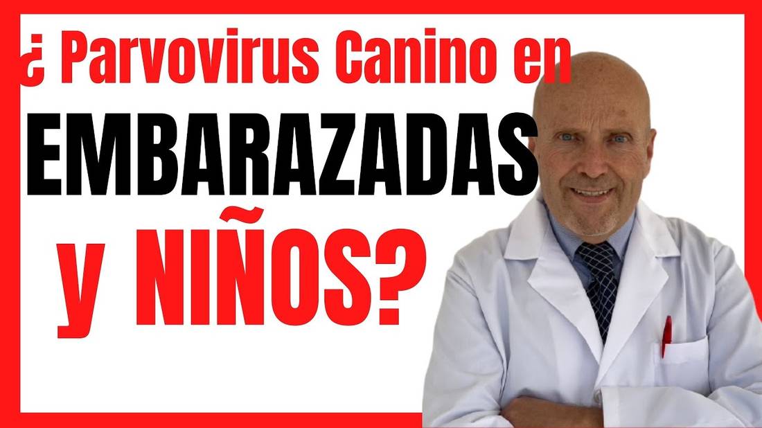 EL PARVOVIRUS en perros como se contagia a los HUMANOS  (mujer embarazada o niños) 2021