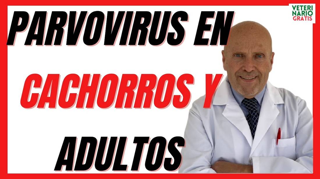 Que es el PARVOVIRUS Canino en perros CACHORROS y ADULTOS  Síntomas, Como se cura y secuelas 2021