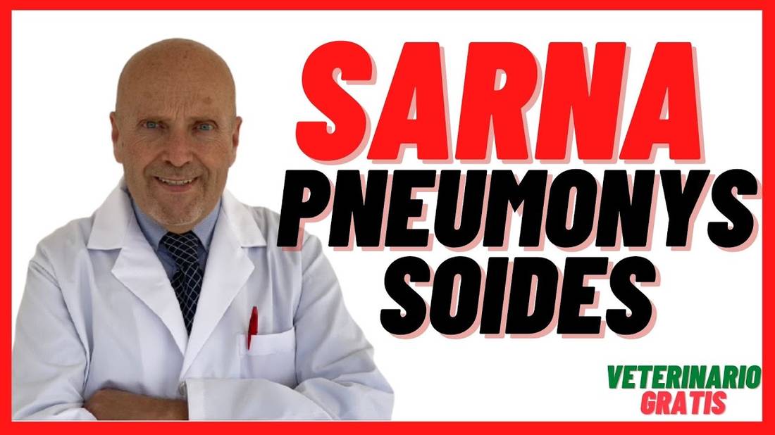 ✅ Cómo es la SARNA por PNEUMONYSSOIDES caninum en PERROS (2021)