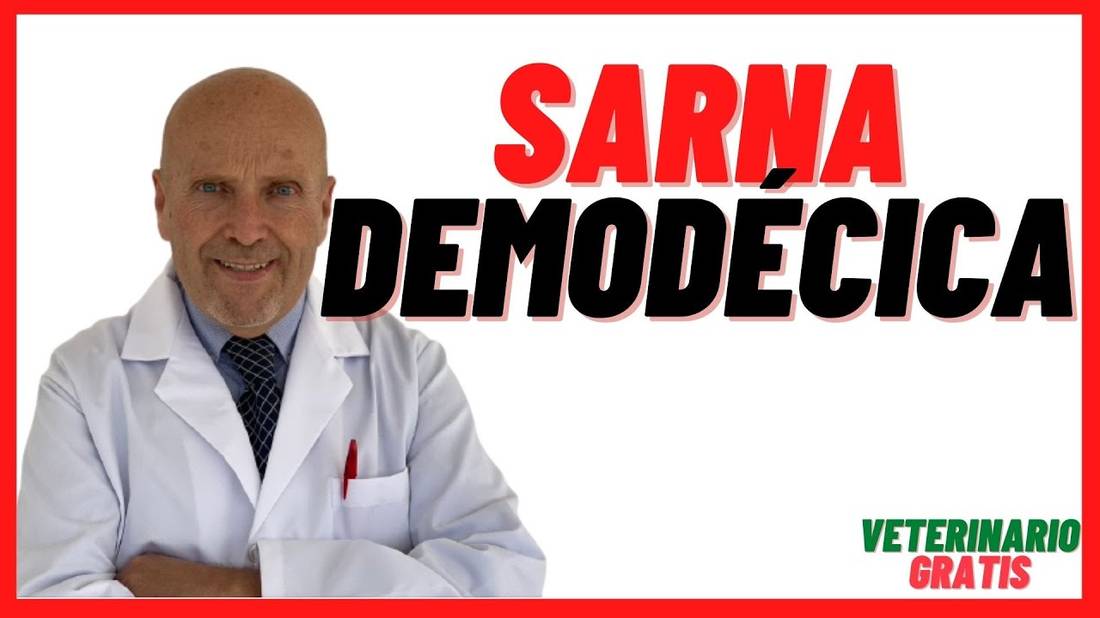 ✅¿ Que es la SARNA ROJA o DEMODÉCICA en los PERROS? ✅ por DEMODEX canis ✅ Síntomas y Tratamiento