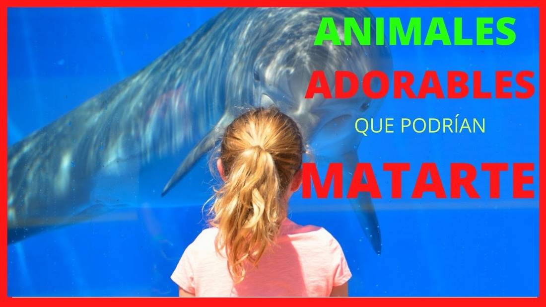 10 Nombres de ANIMALES Salvajes y Domésticos Adorables y Bonitos  Que podrían MATARTE  2021