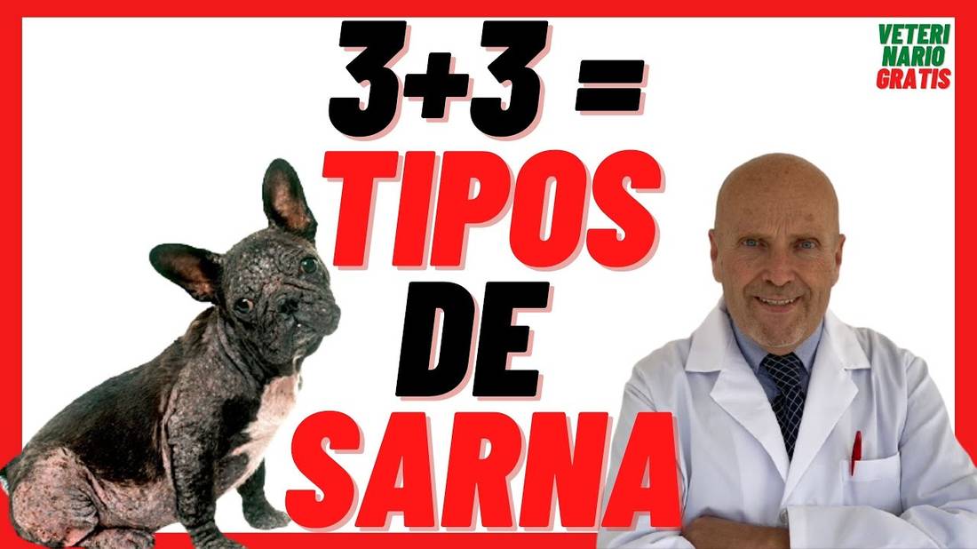 Te explico los  3 + 3 TIPOS DE SARNA en Perros  Ácaros en PERROS  Síntomas y Tratamiento