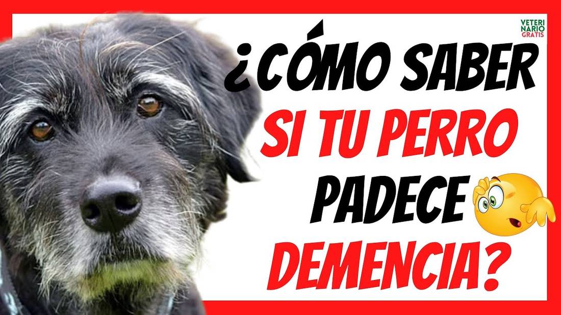 ¿CÓMO SABER SI MI PERRO TIENE DEMENCIA SENIL (ALZHEIMER)?