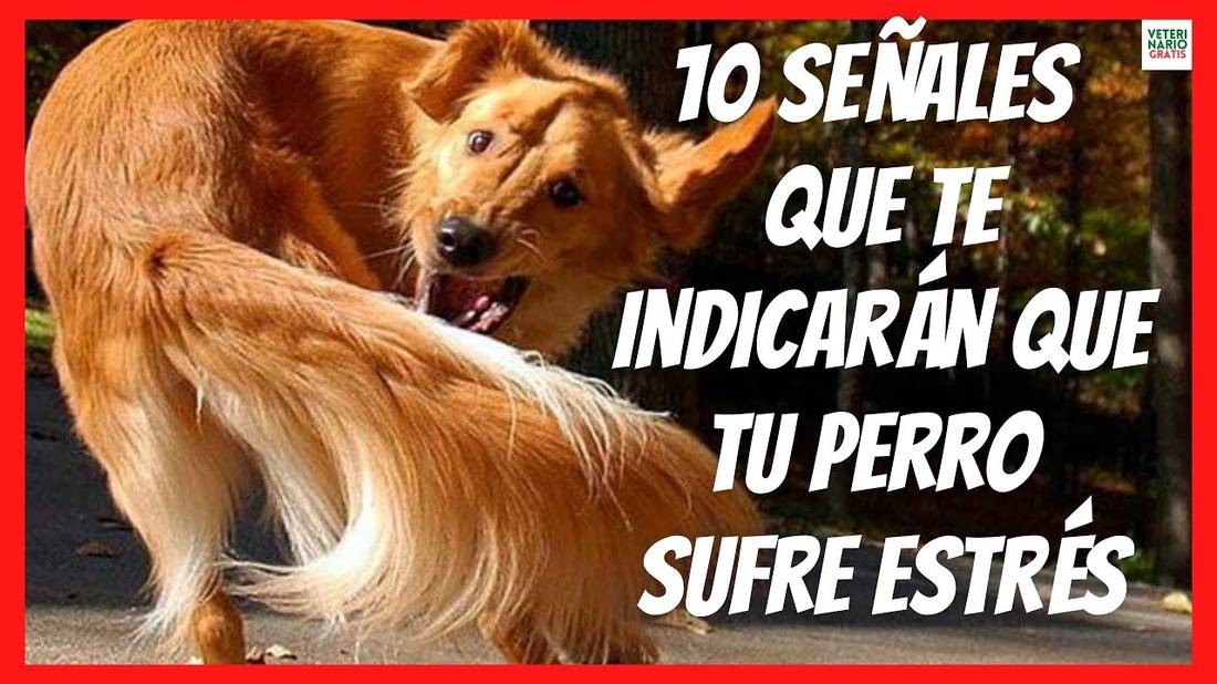 10 SEÑALES QUE INDICAN QUE TU PERRO PADECE ESTRÉS