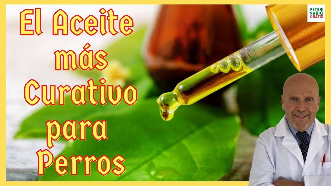 ✅ USOS Y BENEFICIOS DEL ACEITE DEL ÁRBOL DEL TÉ PARA PERROS ✅