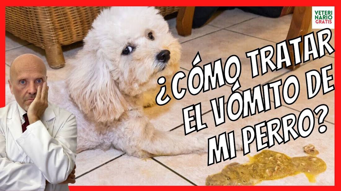 ¿COMO TRATAR EL VÓMITO DE MI PERRO? ¿QUÉ HACER CUANDO UN PERRO VOMITA?