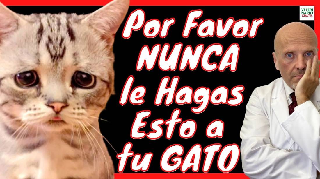 ⛔️35 COSAS QUE NO DEBES HACER CON TU GATO ⛔️