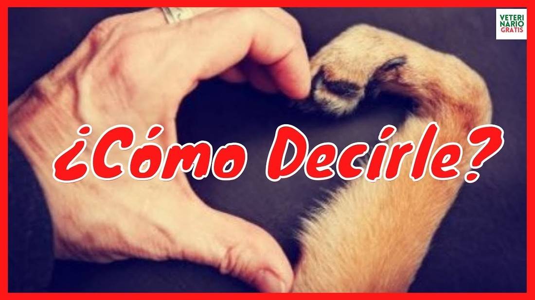 ¿COMO DECIRLE A TU PERRO QUE LO AMAS? 10 MANERAS