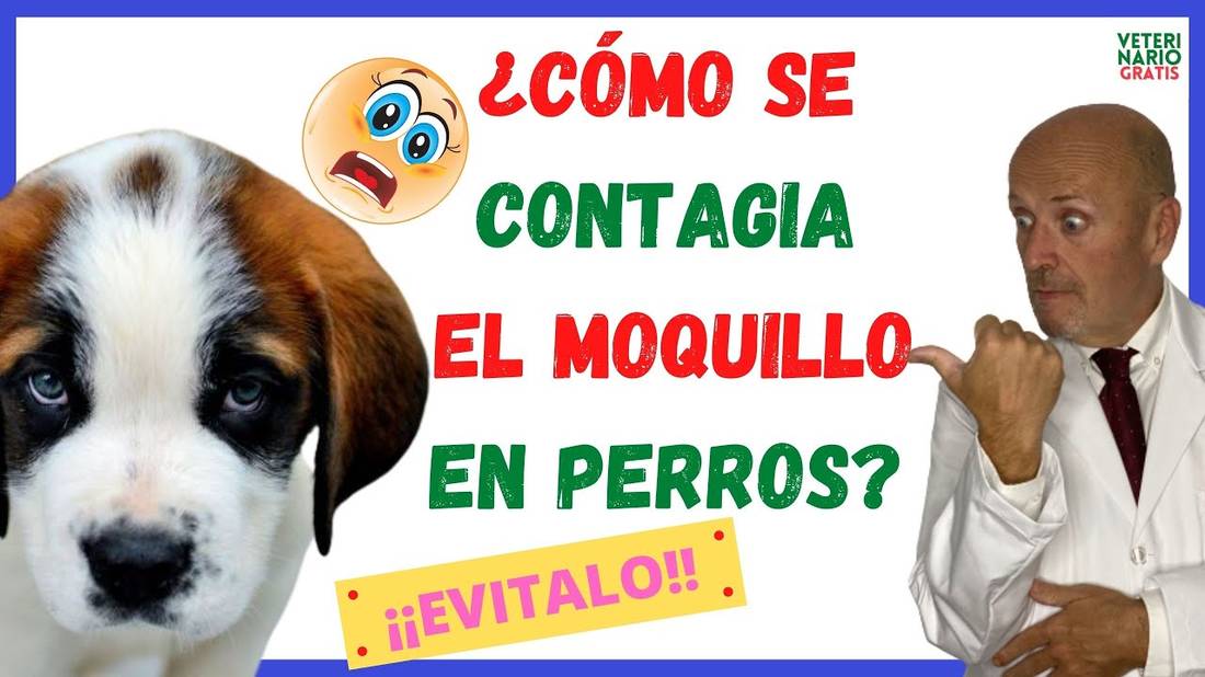 ⚠️ ¿CÓMO SE CONTAGIA EL MOQUILLO DE UN PERRO A OTRO? ⚠️y PERIODO DE INCUBACIÓN