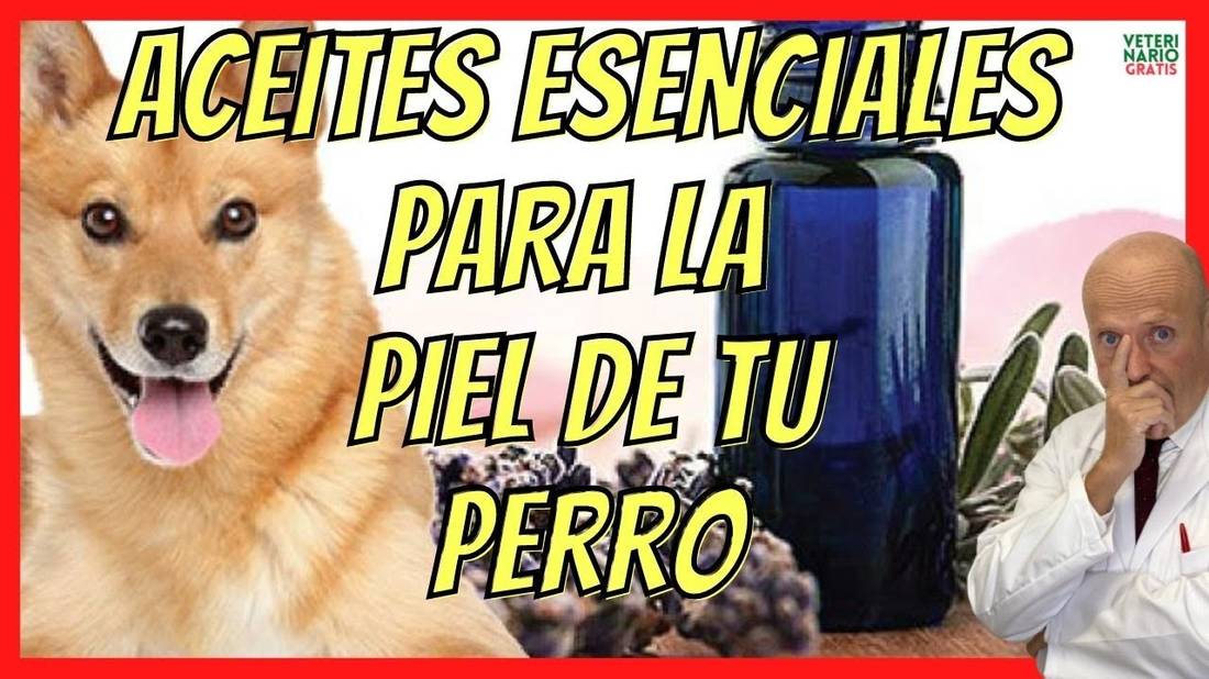 ✅ ACEITES ESENCIALES PARA LA PIEL DE TU PERRO CON HONGOS ✅