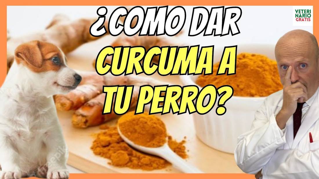 BENEFICIOS DE LA CÚRCUMA  PARA PERROS || PROPIEDADES. DOSIS