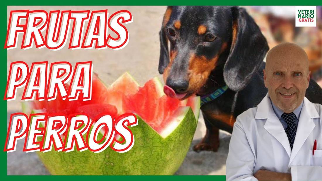 LAS MEJORES FRUTAS PARA PERROS (Beneficios y Dosis)