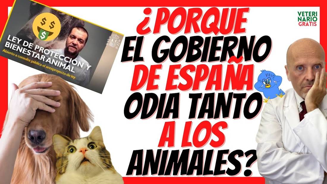 ⛔️ NUEVA LEY DE BIENESTAR Y PROTECCIÓN ANIMAL 2022 ⛔️ EN ESPAÑA