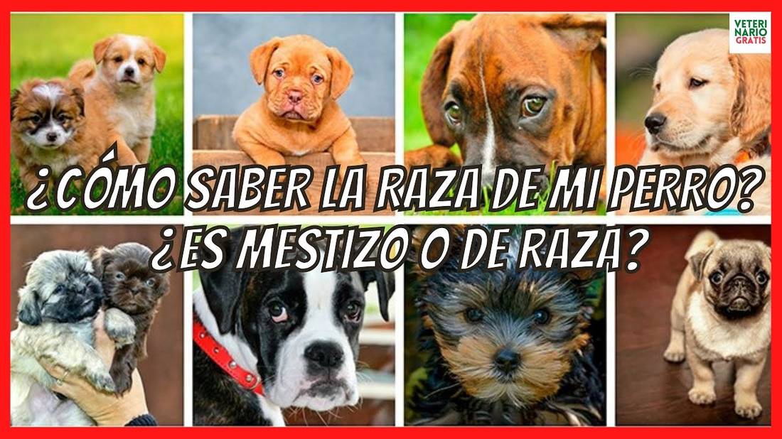 ¿Cómo saber la raza de mi perro? ¿Es mestizo o de raza?