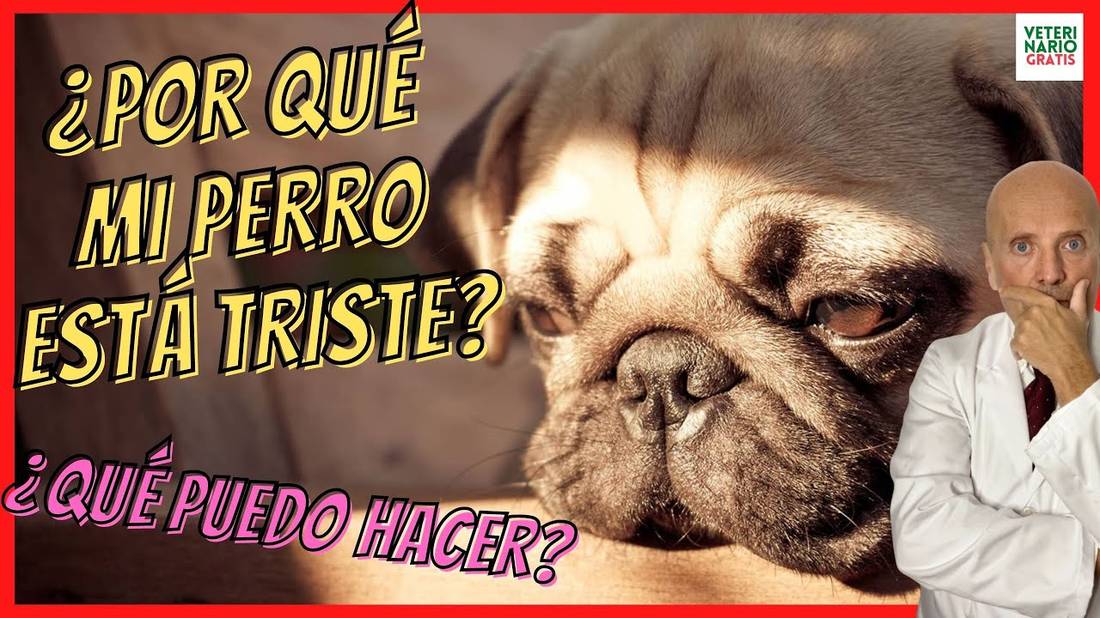 ¿PORQUE MI PERRO ESTÁ TRISTE? ¿CÓMO TRATAR LA DEPRESIÓN EN LOS PERROS?