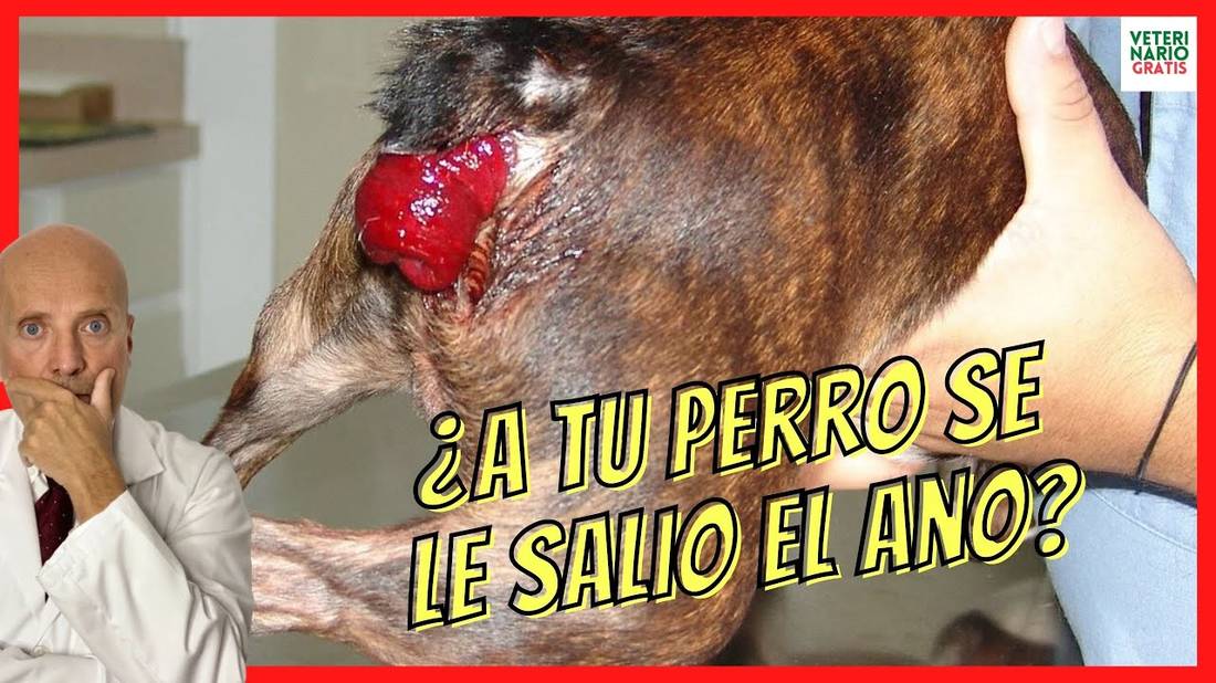 ¿A TU PERRO SE LE SALIO EL ANO?  PROLAPSO RECTAL POR ESTREÑIMIENTO EN PERROS