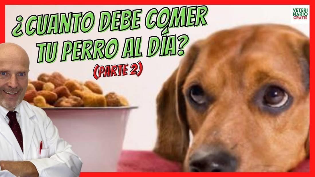 ¿CUANTO DEBE COMER UN PERRO AL DÍA? ❣️YA SEA UN ADULTO O CACHORRO